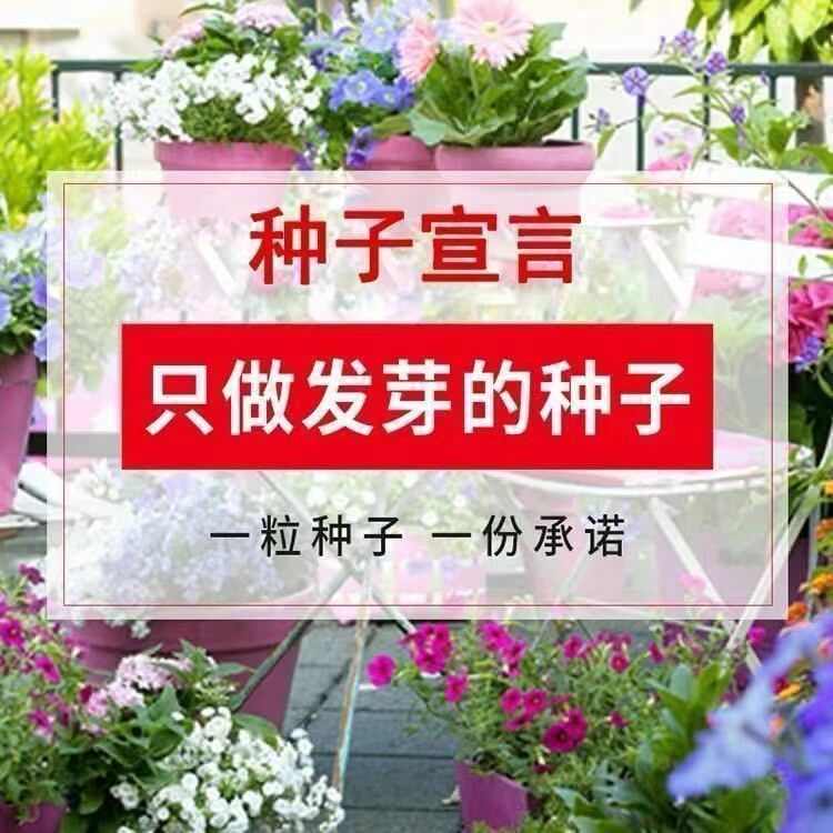 冰岛虞美人种子，多年生四季易种植花卉种子庭院绿化景观绿化种籽