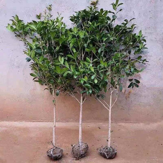 沭阳县桂花树苗地栽四季常青桂花树金桂丹桂大树苗庭院植物阳台浓香花卉