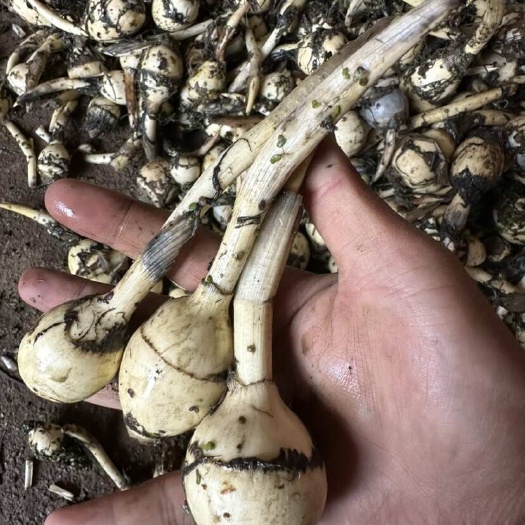 陆良县云南宣威茨菇种，亩产5000到6000斤