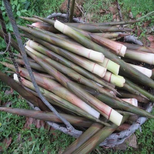 祁阳市野生小竹笋新鲜小春笋湖南现拔现挖带壳小笋水竹笋毛竹笋