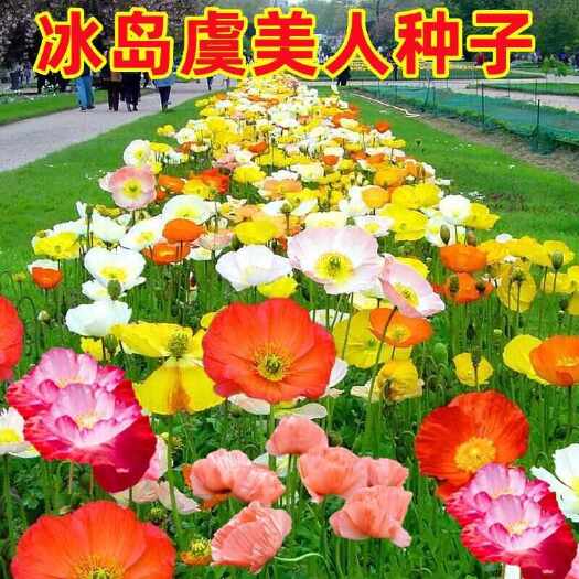 苏州冰岛虞美人种子，多年生四季易种植花卉种子庭院绿化景观绿化种籽