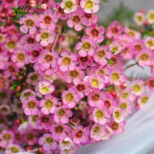 澳洲腊梅粉白红三色袋苗 建议温室种植 可用于花束 全国各地发