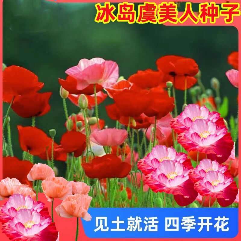 冰岛虞美人种子，多年生四季易种植花卉种子庭院绿化景观绿化种籽