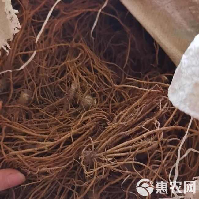 地胆头带叶中药材干货新鲜新晒地胆草根