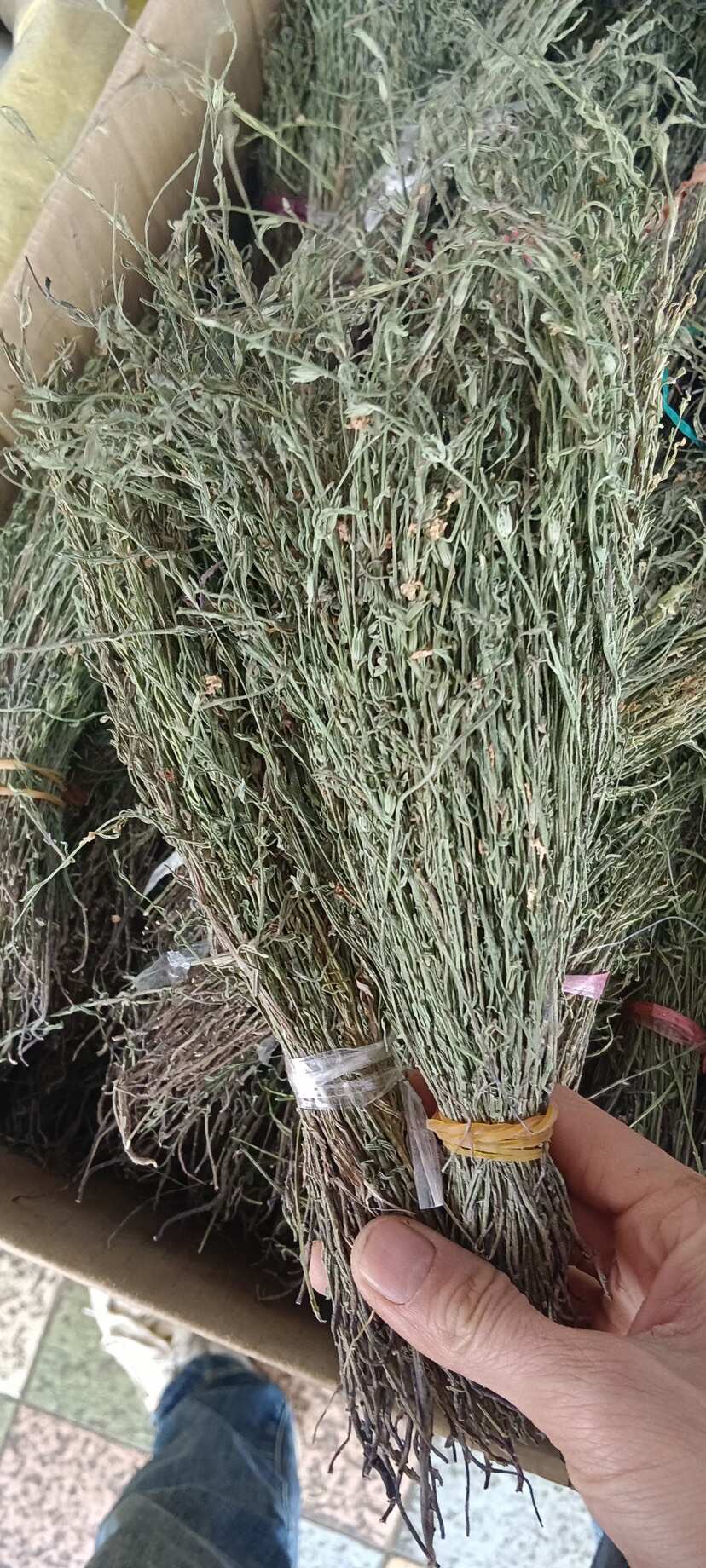 中药材独脚金