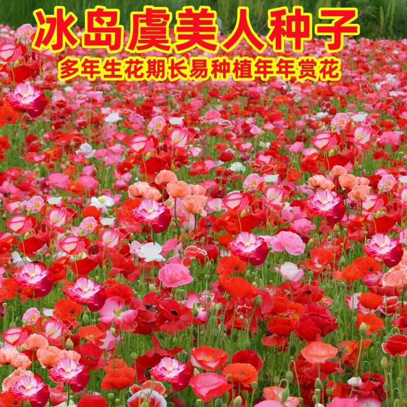 冰岛虞美人种子，多年生四季易种植花卉种子庭院绿化景观绿化种籽