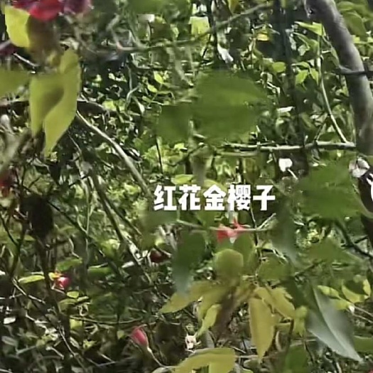 灵山县红花白花金樱子树苗优质无刺金婴子野生新鲜带刺植物刺梨盆栽糖罐