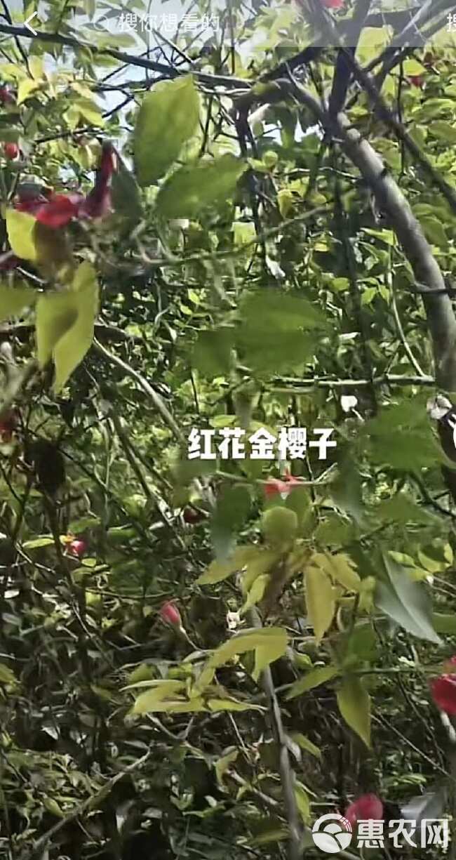 红花白花金樱子树苗优质无刺金婴子野生新鲜带刺植物刺梨盆栽糖罐