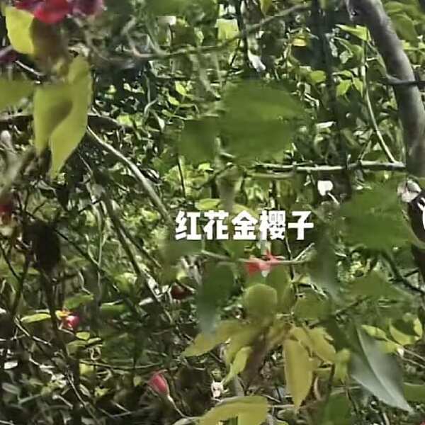 红花白花金樱子树苗优质无刺金婴子野生新鲜带刺植物刺梨盆栽糖罐