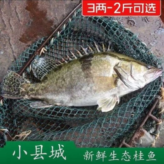 丹江口市湖北省丹江口市鳜鱼桂鱼，钓的，非放养的