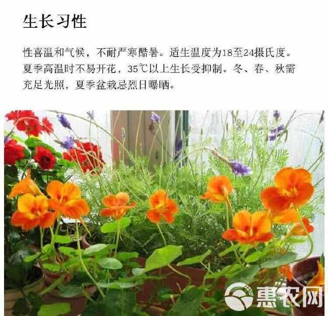 旱金莲种子，垂吊旱荷花籽草种乌金莲花籽四季盆栽易种爬藤攀爬种