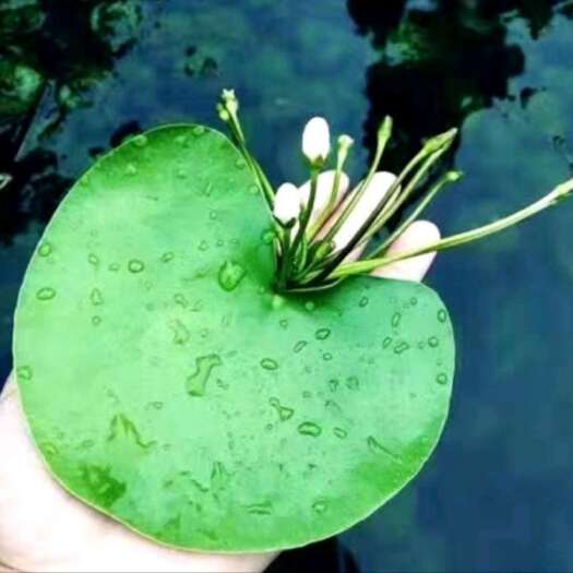 厦门碗莲