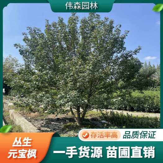 崇州市伟森园林 基地直供丛生元宝枫 4-5米规格 遮荫纳凉