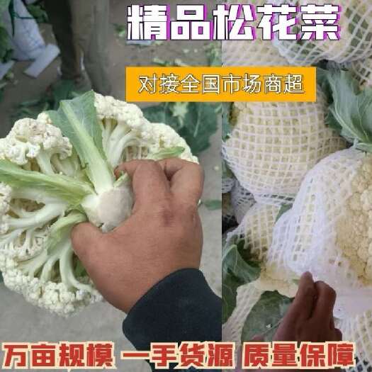 精品松花菜面白大小均匀适合商超及一批二批市场质量价格相匹配