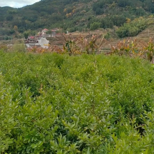 周宁县竹柏