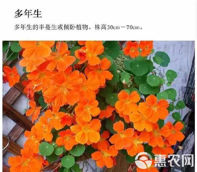 旱金莲种子，垂吊旱荷花籽草种乌金莲花籽四季盆栽易种爬藤攀爬种