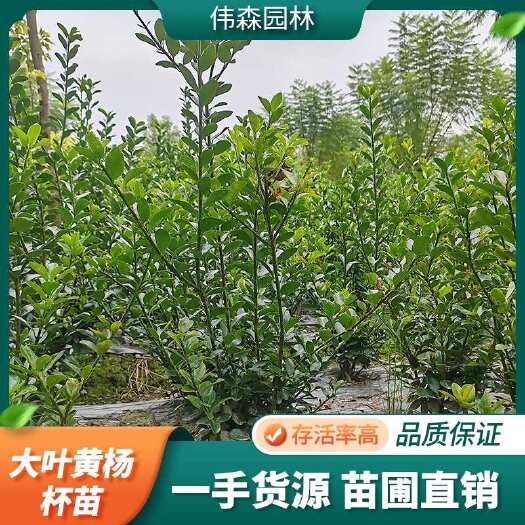 崇州市伟森园林 基地直发 大叶黄杨杯苗 万年青 规格齐全 根系发达