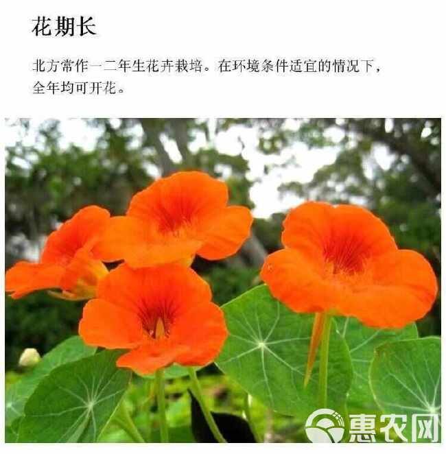 旱金莲种子，垂吊旱荷花籽草种乌金莲花籽四季盆栽易种爬藤攀爬种