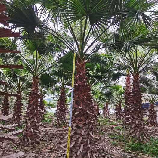 漳州精品华棕（老人葵）华盛顿棕榈种植基地杆高1-3米地径50公分