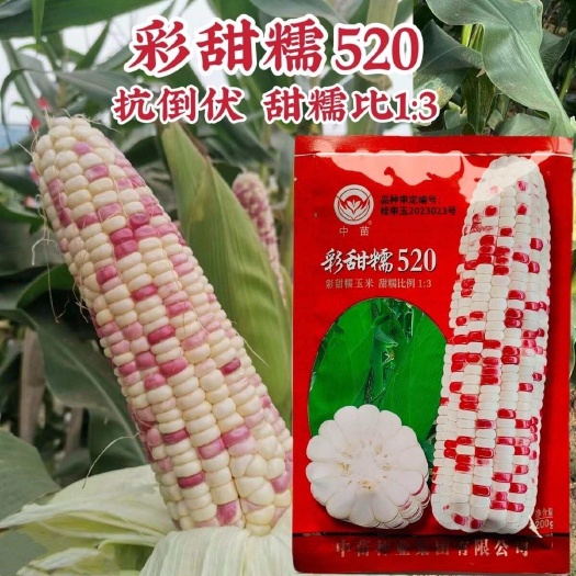 淮安中苗玉米种子鲜食彩甜糯520玉米种子甜糯大棒抗倒伏彩色苞谷种