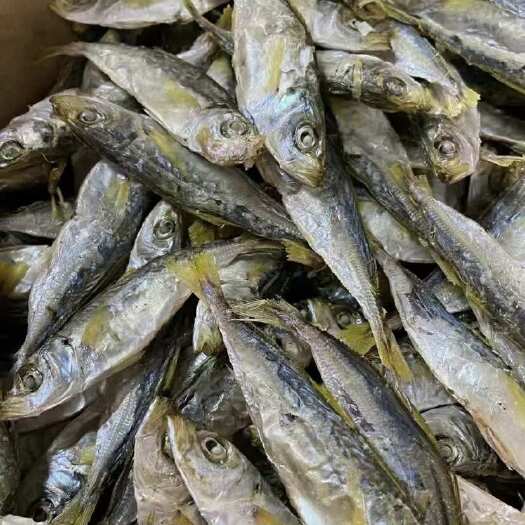东山县特产本港黄尾巴浪鱼干即食淡干整条小鱼干海鲜干货批发供
