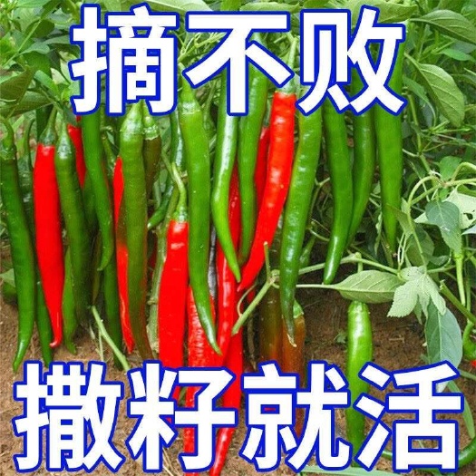 邵东市【摘不败】美人椒种子特色红尖椒特长辣椒树种子四季盆栽蔬菜种子