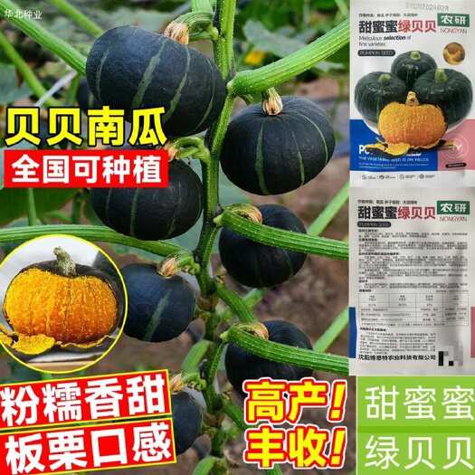 祁东县甜蜜蜜绿贝贝南瓜种子小南瓜蔬菜种子板栗南瓜种子