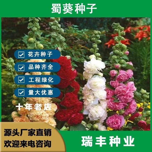 重瓣蜀葵花卉种子一丈红花籽春夏播庭院耐寒易种易活阳台盆栽植物