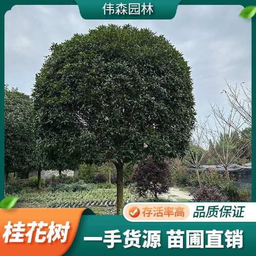 崇州市伟森园林 基地直发 18公分高杆桂花 四季常青 花香四溢