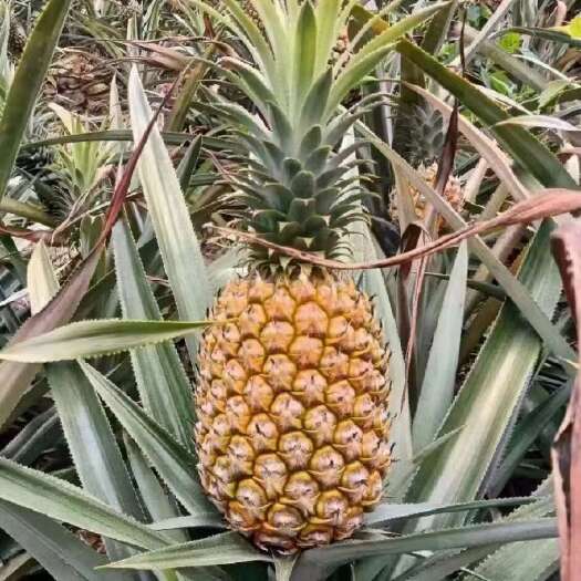 重庆市精品香水菠萝 口感爆佳 价格优惠