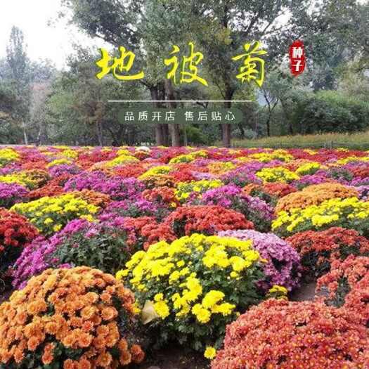 地被菊种子多年生宿根花花期长观赏绿化盆栽庭院花海阳台花卉草籽