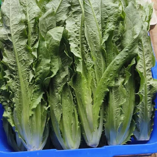 惠州油麦菜