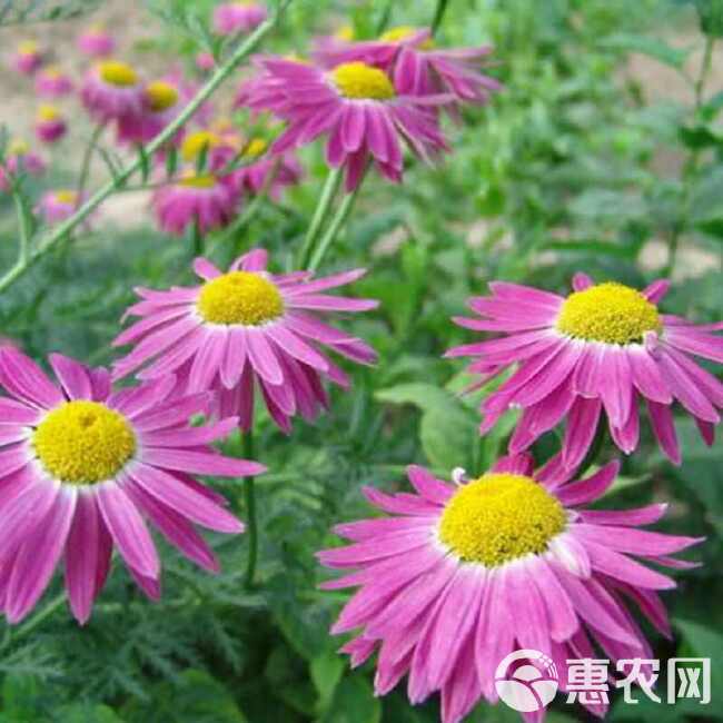 除虫菊种子驱蚊草驱虫菊花种籽子混色花种子四季易活盆栽批发