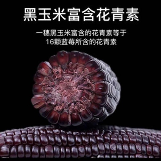 昌乐县水果玉米种子 公司常年批发零售高端水果玉米种子