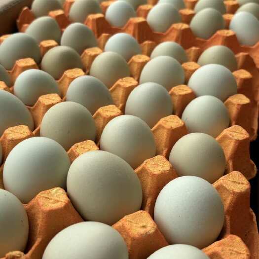 京山市鸡场直发 新鲜 绿壳鸡蛋 乌鸡蛋
