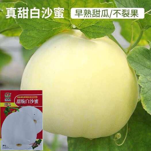 邵东市甜脆白沙蜜甜瓜种子香瓜种籽早熟薄皮超甜盆栽阳台大田春季四季