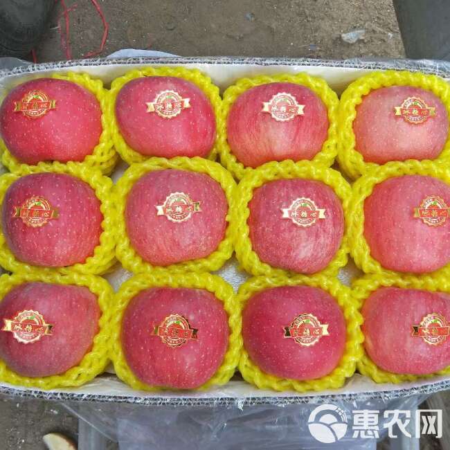 红富士苹果  新果陕西洛川高原水晶冰糖心苹果脆甜，支持一件代