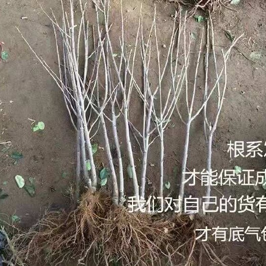 营口大樱桃树，俄罗斯八号大樱桃树