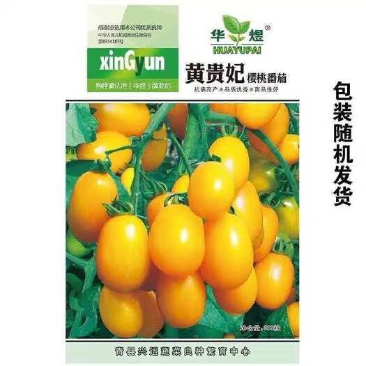 邵东市黄贵妃小番茄种子黄色番茄四季超甜樱桃小西红柿种千禧果黄番茄