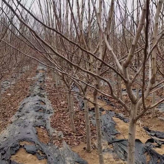 营口山楂树，二年以上山楂树
