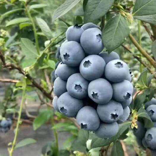 莒县蓝莓山东万亩蓝莓大量上市，薄雾，优瑞卡，莱格西，H5,L系列