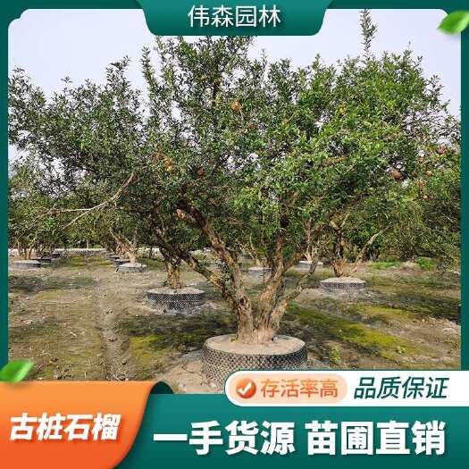 崇州市基地直售 丛生 单杆古桩石榴 规格齐全 景观绿化工程果树