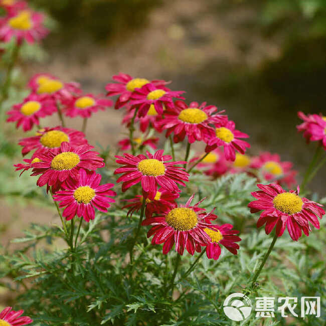 除虫菊种子驱蚊草驱虫菊花种籽子混色花种子四季易活盆栽批发