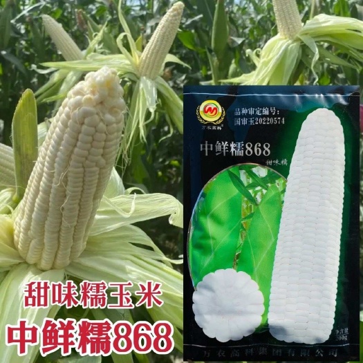 淮安中鲜糯868玉米种子大棒甜味糯玉米种子国审玉米品种鲜食糯玉米