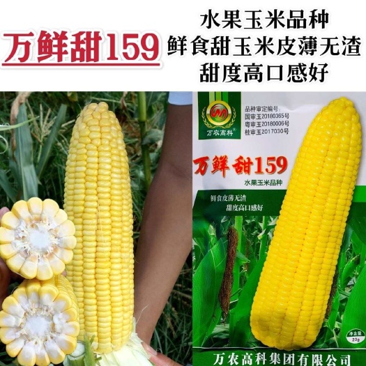 淮安万鲜甜159甜玉米种子黄色水果玉米种子南方鲜食甜玉米种籽甜度