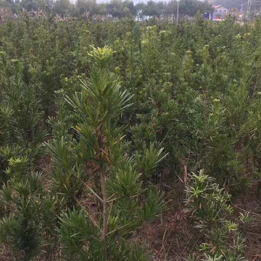 长沙罗汉松