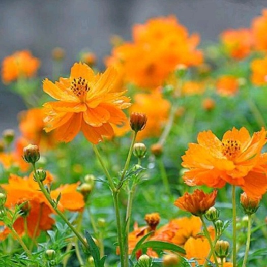 硫华菊