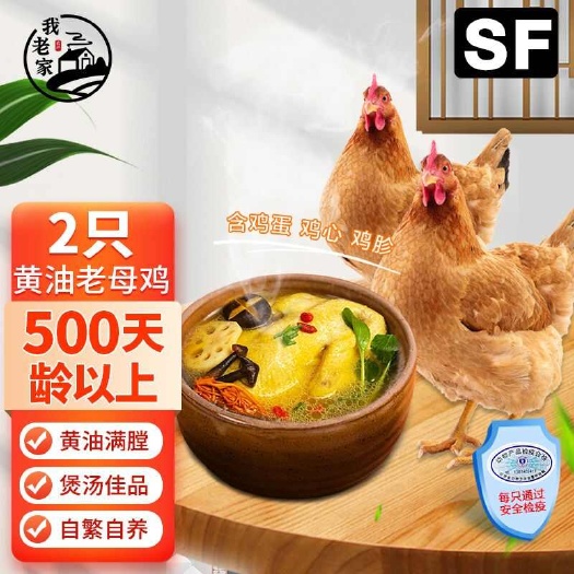 现杀超大林地散养土老母鸡土鸡走地鸡柴鸡乌鸡笨鸡批发零售包邮