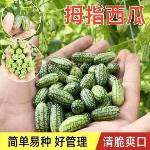 拇指西瓜种子袖珍迷你小西瓜可食用阳台盆栽观赏特色蔬菜水果种子