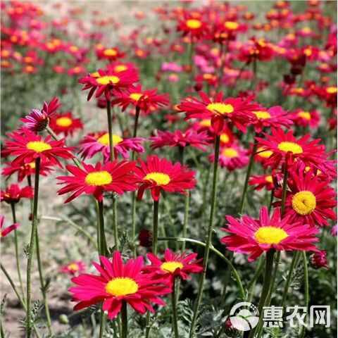 除虫菊种子驱蚊草驱虫菊花种籽子混色花种子四季易活盆栽批发